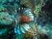 lion fish.jpg